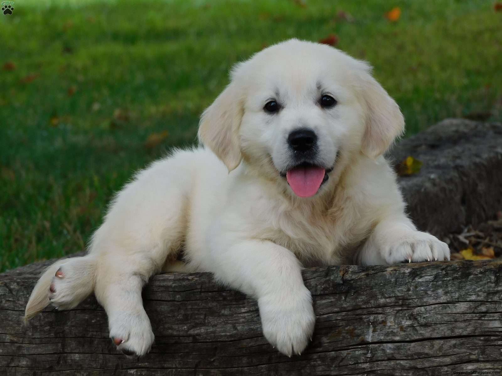 Understanding Golden Retriever Temperament