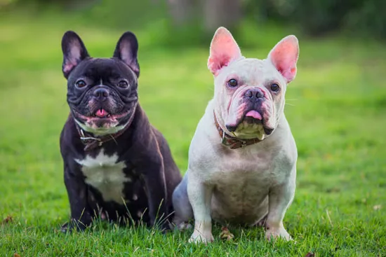 Basic Puppy Training Tips for Beginners