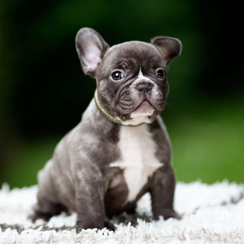 How to Prepare Your Home for a New Puppy