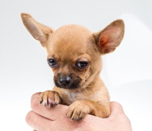 Peanut