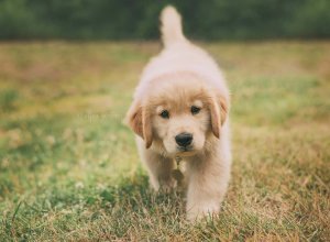 Rosie