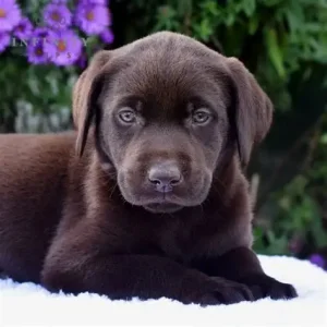 Tucker