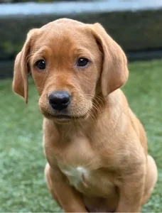 Sadie