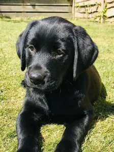Bailey