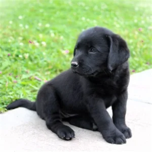 Sam